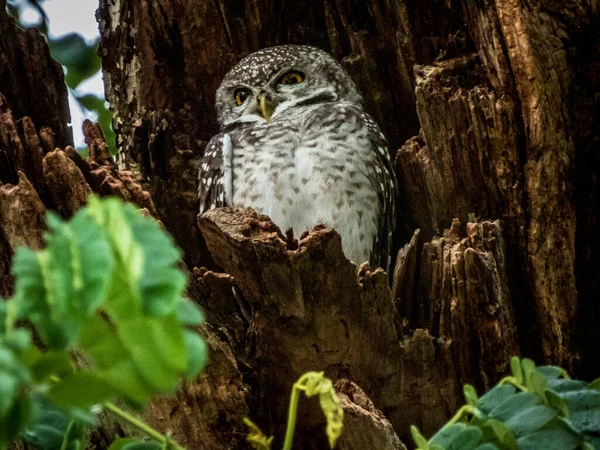 Great Horned Owl Tree — Stock Photo, Image