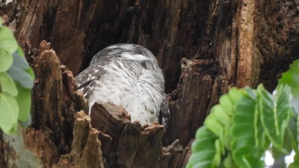 Vogel Gevlekte Uil Athene Brama Natuur — Stockvideo