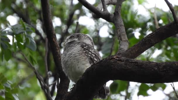 Owlet Manchado Owlet Manchado Athene Brama Olhando Para Nós Natureza — Vídeo de Stock
