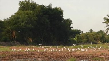 Kuşlar yavaş hendek manzaralı pirinç tarlalarında uçuyor.