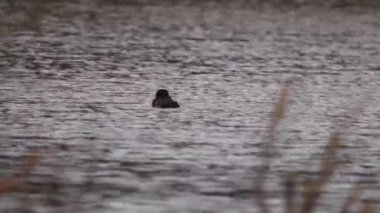 Suyun üzerinde oynaşan ördek