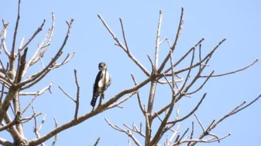 Ormanda yakalı şahin.