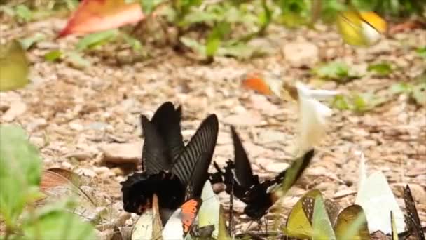 Papillons Multicolores Nourrissent Sur Sol — Video