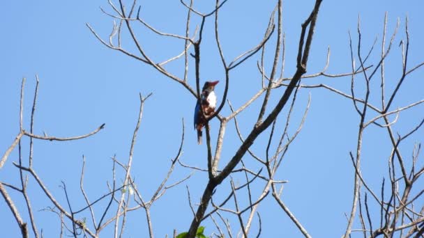 Hermoso Pájaro Pájaro Pescador Real Garganta Blanca — Vídeos de Stock