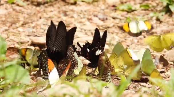 Papillons Multicolores Nourrissent Sur Sol — Video