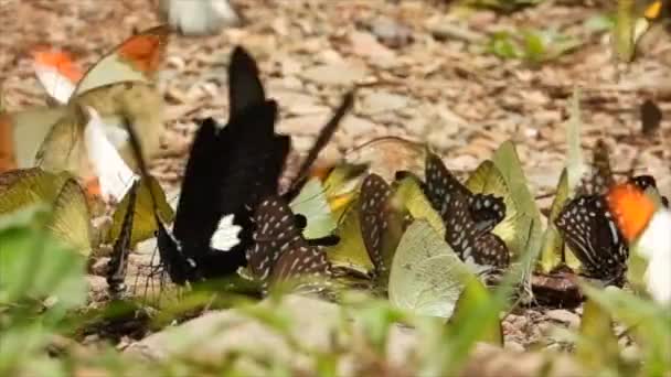 Papillons Multicolores Nourrissent Sur Sol — Video