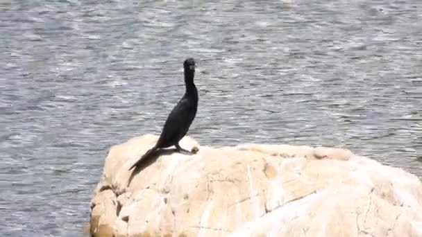 Cormorano Canna Microcarbo Africanus — Video Stock