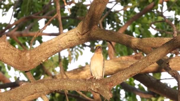 Les oiseaux tisserands nichent sur l'arbre 