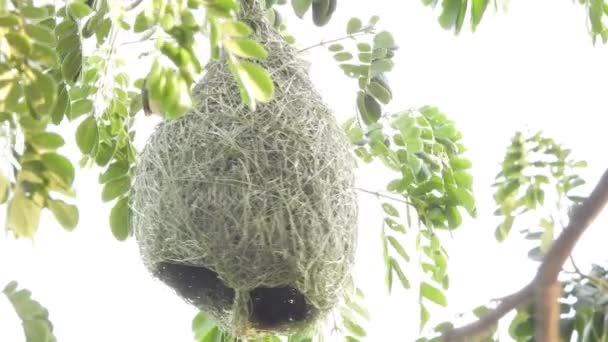 Gniazdo Ptaków Tkackich Drzewie — Wideo stockowe