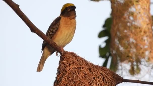 Nido Uccelli Tessitori Sull Albero — Video Stock