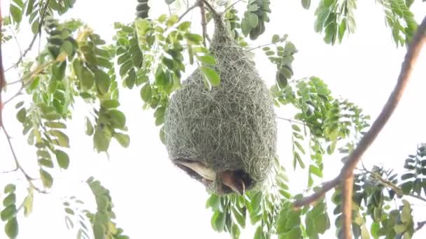 Ağaçta Weaver Kuş Yuvası — Stok video