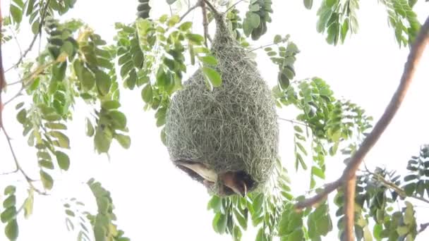 Nido Aves Tejedoras Árbol — Vídeos de Stock