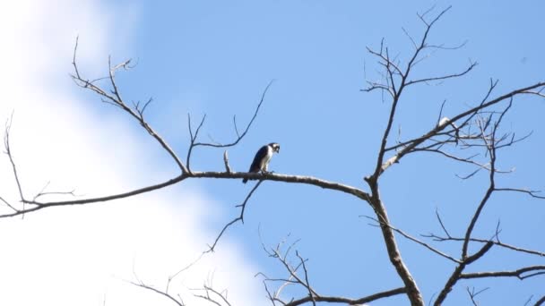 Falconet Collar Bosque — Vídeo de stock