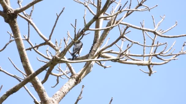 Faucon Collier Dans Forêt — Video