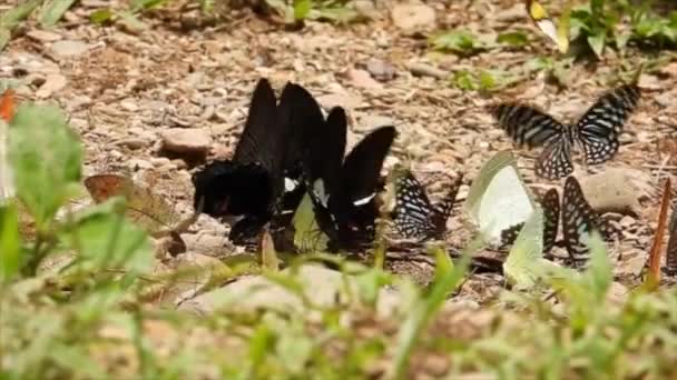 Papillons Multicolores Nourrissent Sur Sol — Video