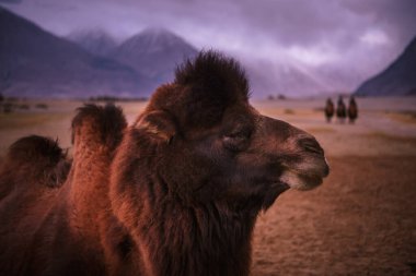 Deve başı, çöl arka planında yakın plan.