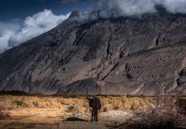 Çayırdaki eşek Karlı dağ arka planında Hindistan Himalayaları
