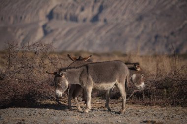 Çayırdaki eşek Karlı dağ arka planında Hindistan Himalayaları