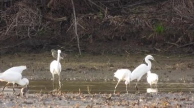 Bataklıklarda yiyecek arayan bir balıkçıl sürüsü.