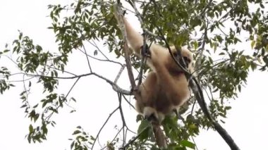 Ağaçlarda homurdanan Gibbonlar, Khao Yai Ulusal Parkı, Tayland