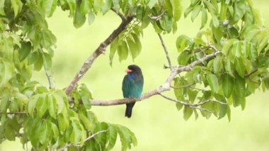 Dala tünemiş yeşil bir orman kuşu