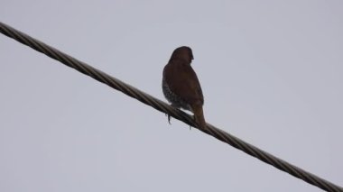Tele konmuş turuncu bir kuş