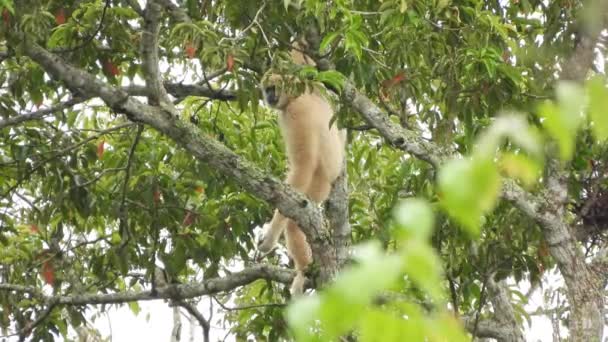 Gibbons Sounding Trees Khao Yai National Park Thailand — Stock Video