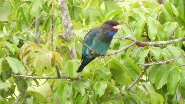 一只绿色的森林鸟栖息在树枝上 — 图库视频影像