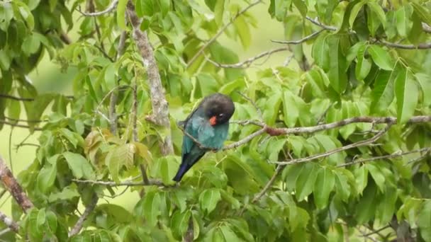 Ένα Πράσινο Πουλί Του Δάσους Σκαρφαλωμένο Ένα Κλαδί — Αρχείο Βίντεο