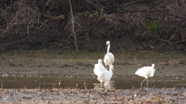 Een Kudde Zilverreigers Foerageert Het Moeras — Stockvideo