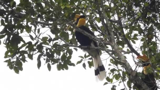 Hornbill Τροπικό Δάσος Khao Yai National Park Ταϊλάνδη — Αρχείο Βίντεο