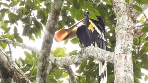 Hornbill Τροπικό Δάσος Khao Yai National Park Ταϊλάνδη — Αρχείο Βίντεο