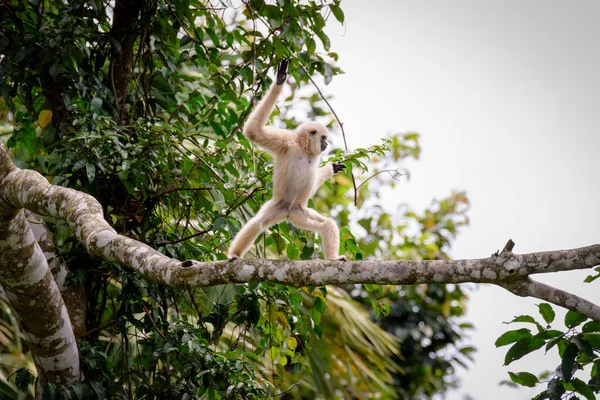 Gibbons Fákon Trópusi Esőerdő Khao Yai Nemzeti Park Thaiföld — Stock Fotó