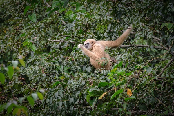 Gibbons Fákon Trópusi Esőerdő Khao Yai Nemzeti Park Thaiföld — Stock Fotó