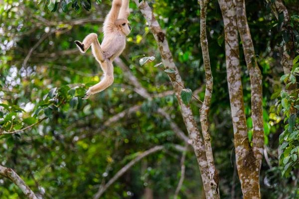 Гиббоны Деревьях Тропические Леса Национальный Парк Кхао Таиланд — стоковое фото