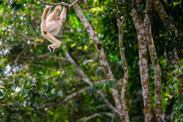 Gibbons Fákon Trópusi Esőerdő Khao Yai Nemzeti Park Thaiföld — Stock Fotó