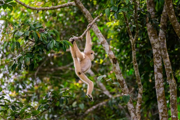 Gibbons Copaci Pădure Tropicală Parcul Național Khao Yai Thailanda — Fotografie, imagine de stoc