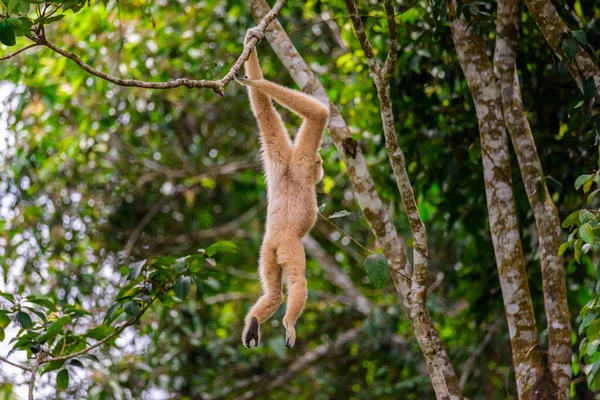 Gibbons Drzewach Tropikalny Las Deszczowy Park Narodowy Khao Yai Tajlandia — Zdjęcie stockowe