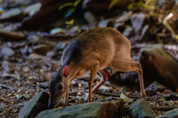 Kleines Mausohr Tragulus Kanchil Beim Wandern Der Natur Thailands — Stockfoto
