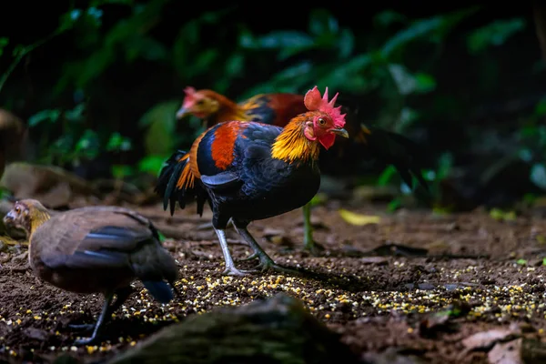 Vörös Junglefowl Vagy Gallus Gallus Spadiceus Gyönyörű Csirke Kaparta Ételt — Stock Fotó