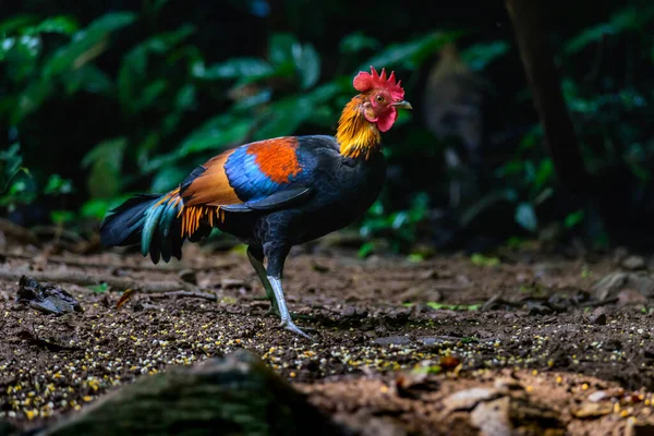 Κόκκινο Junglefowl Gallus Gallus Spadiceus Όμορφο Κοτόπουλο Ήταν Ξύσιμο Για — Φωτογραφία Αρχείου