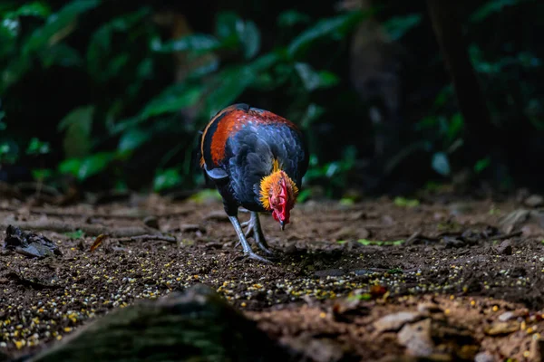 Красный Junglefowl Gallus Gallus Spadiceus Красивая Курица Царапала Еды Земле — стоковое фото