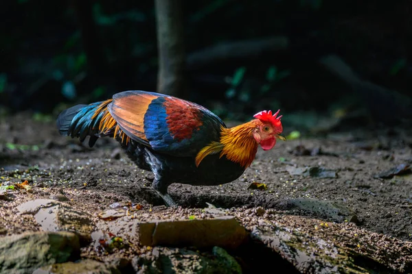 Vörös Junglefowl Vagy Gallus Gallus Spadiceus Gyönyörű Csirke Kaparta Ételt — Stock Fotó