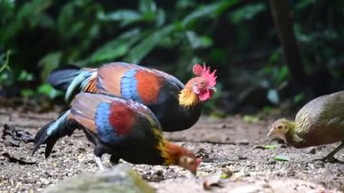 Tayland 'daki Khao Yai Ulusal Parkı' nda Orman Baykuşu