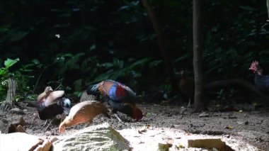 Tayland 'daki Khao Yai Ulusal Parkı' nda Orman Baykuşu