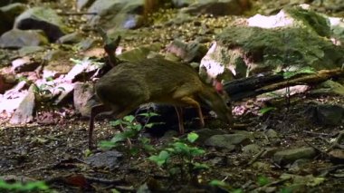 Küçük fare geyiği, Tayland 'da Kaeng Krachan' da bulunan Malay chevrotain.