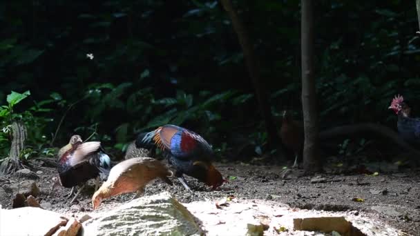 Πουλερικά Ζούγκλα Στο Εθνικό Πάρκο Khao Yai Ταϊλάνδη — Αρχείο Βίντεο