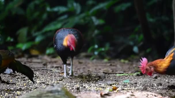 Jungle Fowl Bij Khao Yai Nationaal Park Thailand — Stockvideo
