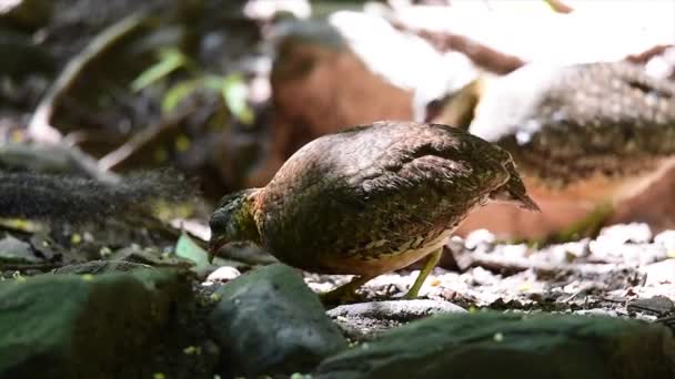 Naturbilder Rödbröstad Rapphöna — Stockvideo