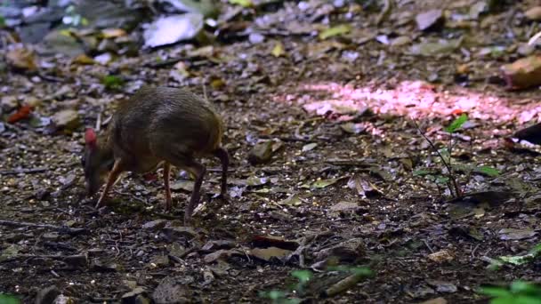 タイのKaeng Krachanで発見されたより少ないマウス鹿、より少ないマレーのシェブロテン — ストック動画